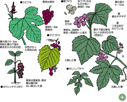 野ぶどう効果について｜ヘルシーケア開発公式通販サイト - 株式会社フレンド