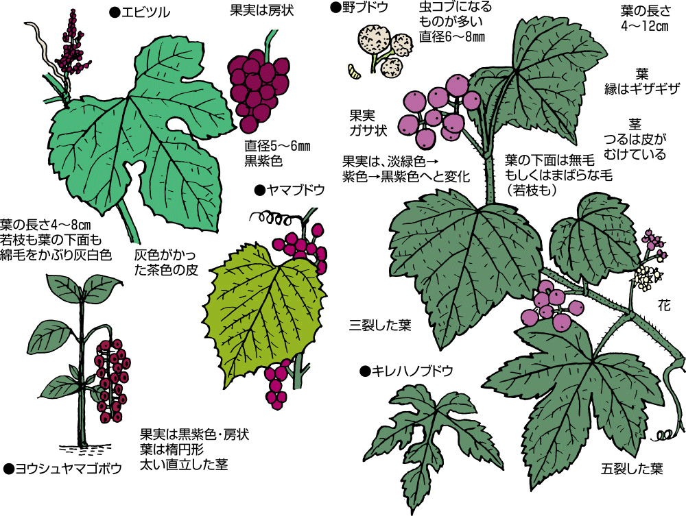 野ぶどう効果について｜ヘルシーケア開発公式通販サイト - 株式会社