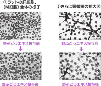 野ぶどう効果について｜ヘルシーケア開発公式通販サイト - 株式会社